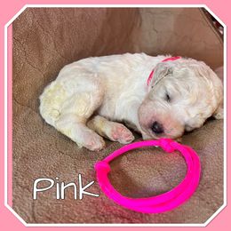 Pink - White female Poodle puppy in Mauston, Wisconsin from Quiverfull Acres