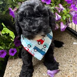 Teddy - Parti male Poodle puppy in Canfield, Ohio from Poo's Doo's & Inu's