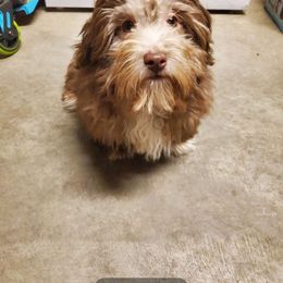 Franklin - Havanese puppy from Havaneses de Santillan