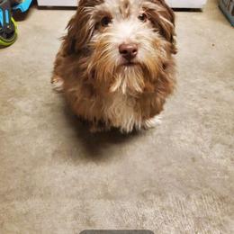 Franklin - Havanese puppy from Havaneses de Santillan