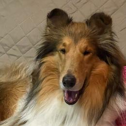 Pebbles - Collie