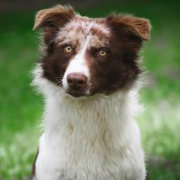 Ari - Border Collie