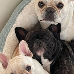 French Bulldogs from Brookman’s French Bulldogs