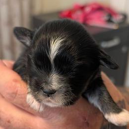 Jasmine - Brown female Lhasa Apso puppy in Fort Worth, Texas from Cynthia's Lhasa Apsos