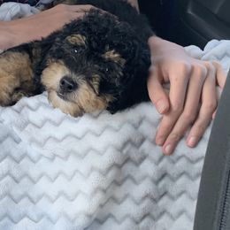 Bernedoodle Puppies from Mini Bernedoodle Babies- Indiana