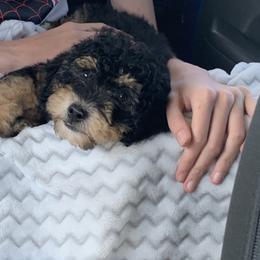 Bernedoodle Puppies from Mini Bernedoodle Babies- Indiana