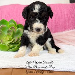 After while crocodile - Tri-color male Bernedoodle puppy in Grove, Oklahoma from Guinn Family Farms