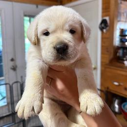 Brea - Yellow female Labrador Retriever puppy in Charleston, Maine from Puddledock Pups