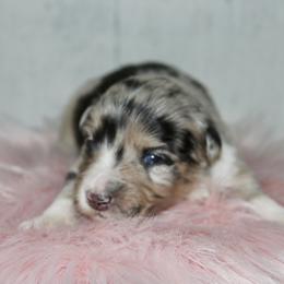 Kuromi-2500 - Blue merle female Australian Shepherd puppy in Star City, Arkansas from Circle P Farm Australian Shepherds
