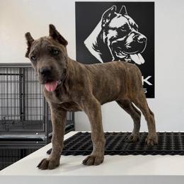 Female 2 - Gray brindle female Cane Corso puppy in Cashion, Oklahoma from APEXOK Cane Corsos