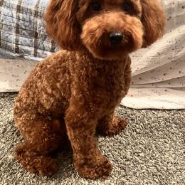 Curly - Poodle