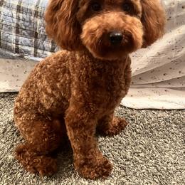 Curly - Poodle