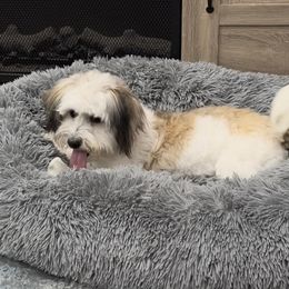Zinnia - Havanese
