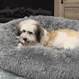 Zinnia - Havanese