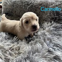 Dachshund Puppies from Dashing Dachshunds