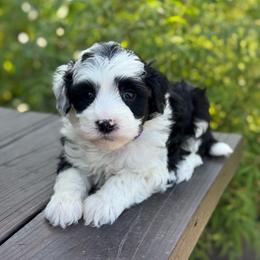Taffy - Black and white female Sheepadoodle puppy in Wharton, Texas from Little Fur Friends