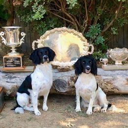 English Springer Spaniel All Grown Up from Blue River Kennel