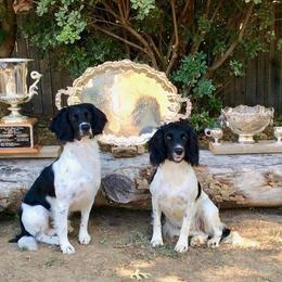 English Springer Spaniel All Grown Up from Blue River Kennel