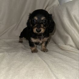 Green boy - Black and cream male Dachshund puppy in Turlock, California from Vibrant Dachshunds