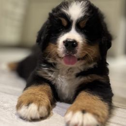 Apple Pie - Black rust and white Bernese Mountain Dog puppy in Pelahatchie, Mississippi from Barefoot Springs Bernese Mountain Dogs