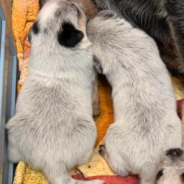 Cue - Blue male Australian Cattle Dog puppy in Billings, Montana from Sugarloaf French bulldogs and Australian cattle dogs