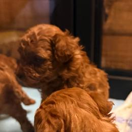 Poppy - Red  female Poodle puppy in Dardanelle, Arkansas from Country Acre Poodles