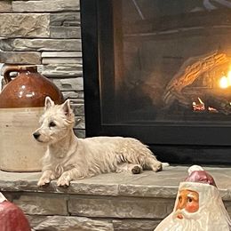 West Highland White Terrier Puppies from Ravens Nest Westies