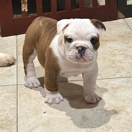 Wally - Red and white male Bulldog puppy in Harrisburg, Pennsylvania from KnockDown Bulldogs