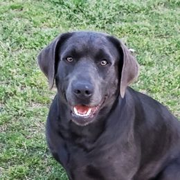 Kaiya - Labrador Retriever