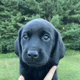 Labrador Retriever Puppies from Royal Oak Gundogs