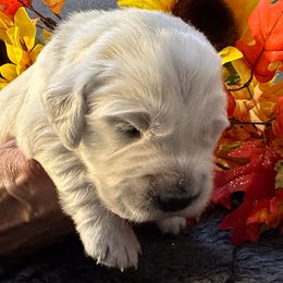 Green Collar boy - Rocky - Golden Retriever puppy from Farley Goldens