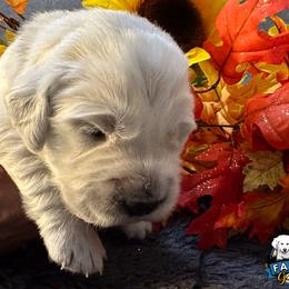 Green Collar boy - Rocky - Golden Retriever puppy from Farley Goldens