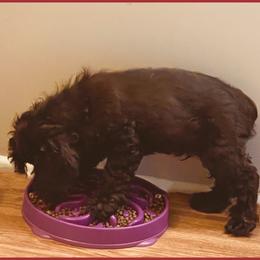 Cocker Spaniel Puppies from Angelic Cocker’s