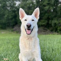 German Shepherd puppies from Kyon Kennel LLC