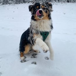 Miniature Australian Shepherd and Toy Australian Shepherd Puppies from Pawesome Lil Aussies