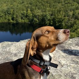 Charlie - Red black and white male Beagle puppy in Northwood, New Hampshire from Westwood Beagles