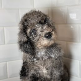 Goldendoodle Puppies from Merced Doodles