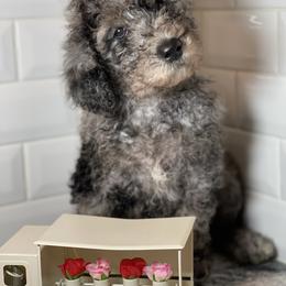 Goldendoodle Puppies from Merced Doodles