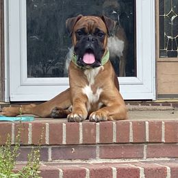 Zeke - Boxer