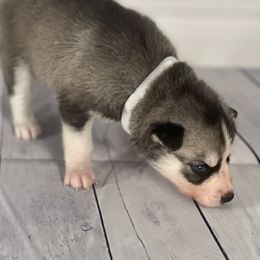 Girl 2 - Siberian Husky puppy in Michigan from DkG kennel LLC.