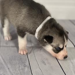 Girl 2 - Siberian Husky puppy in Michigan from DkG kennel LLC.