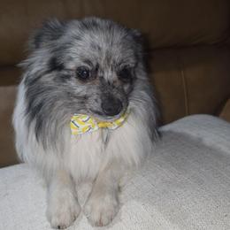 Hunnibunnies Gimzo - Blue merle male Pomeranian puppy in Cleveland, Ohio from Hunnibunnies