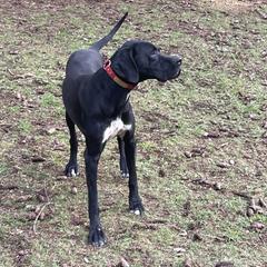 Ivan - Pointer