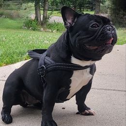 Khaleesi - French Bulldog