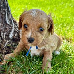 Yoda - Blue - Red male Cavapoo puppy in South Jordan, Utah from Simply Sweet Paws. LLC
