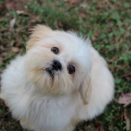 Autumn Breeze Birch - Cream and white female Shih Tzu puppy in Cartersville, Georgia from Autumn Breeze Shih Tzus and Friends