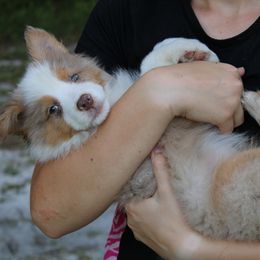 Miniature Australian Shepherd Puppies from Alexander Canines