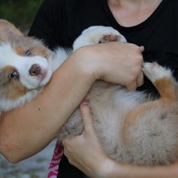 Miniature Australian Shepherd Puppies from Alexander Canines