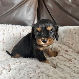 Mojo - Black and tan male Cavalier King Charles Spaniel puppy in De Soto, Missouri from Blooming Cavaliers