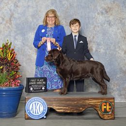 Hazel - Labrador Retriever